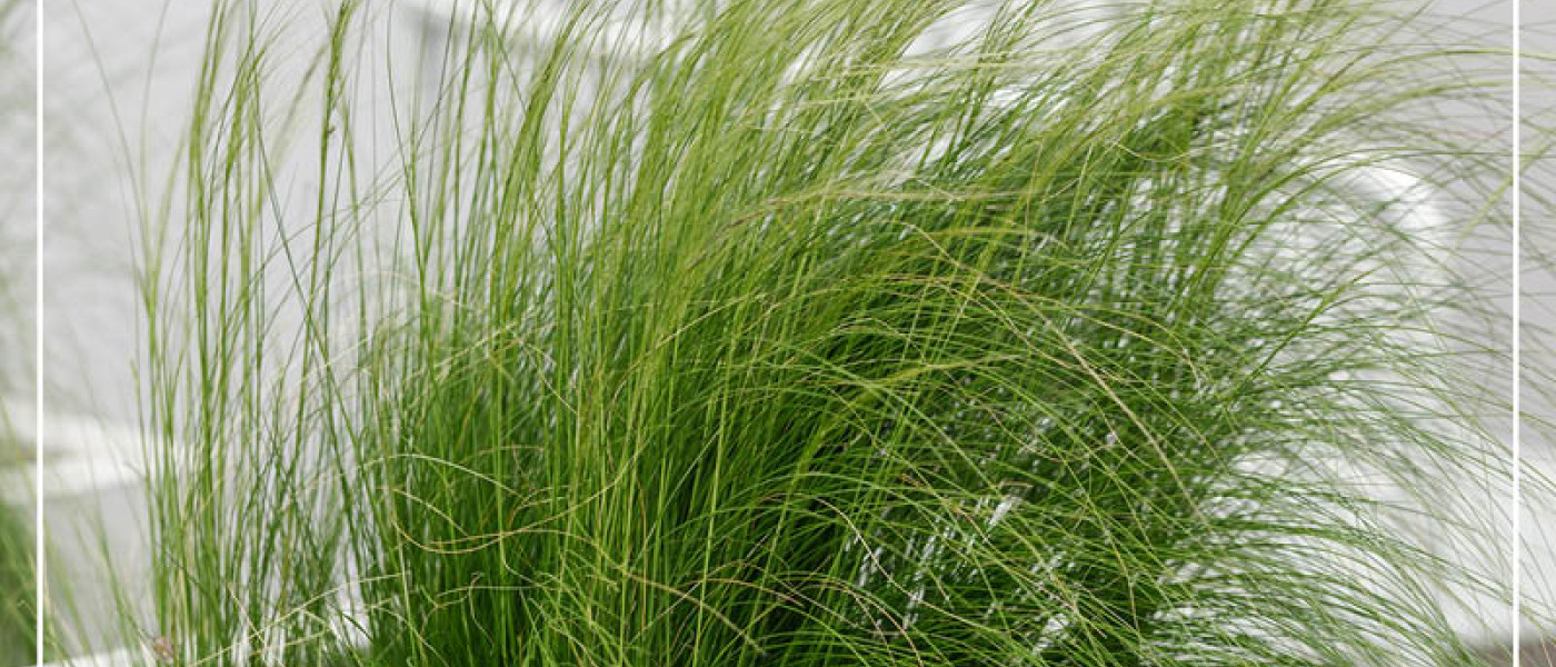 Inspiration: Gr&auml;ser im Garten