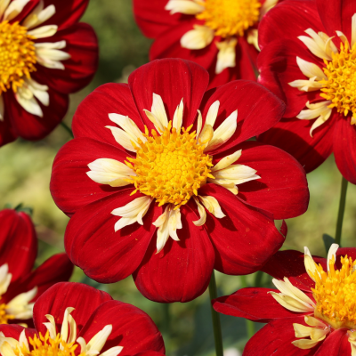 <? $page->title() ?>