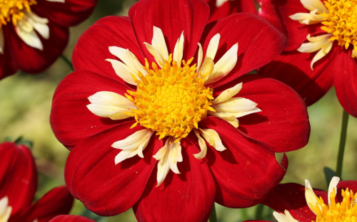 <? $page->title() ?>