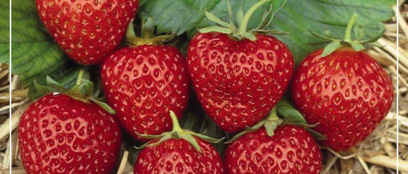 Jetzt Erdbeeren aus dem eigenen Garten genießen