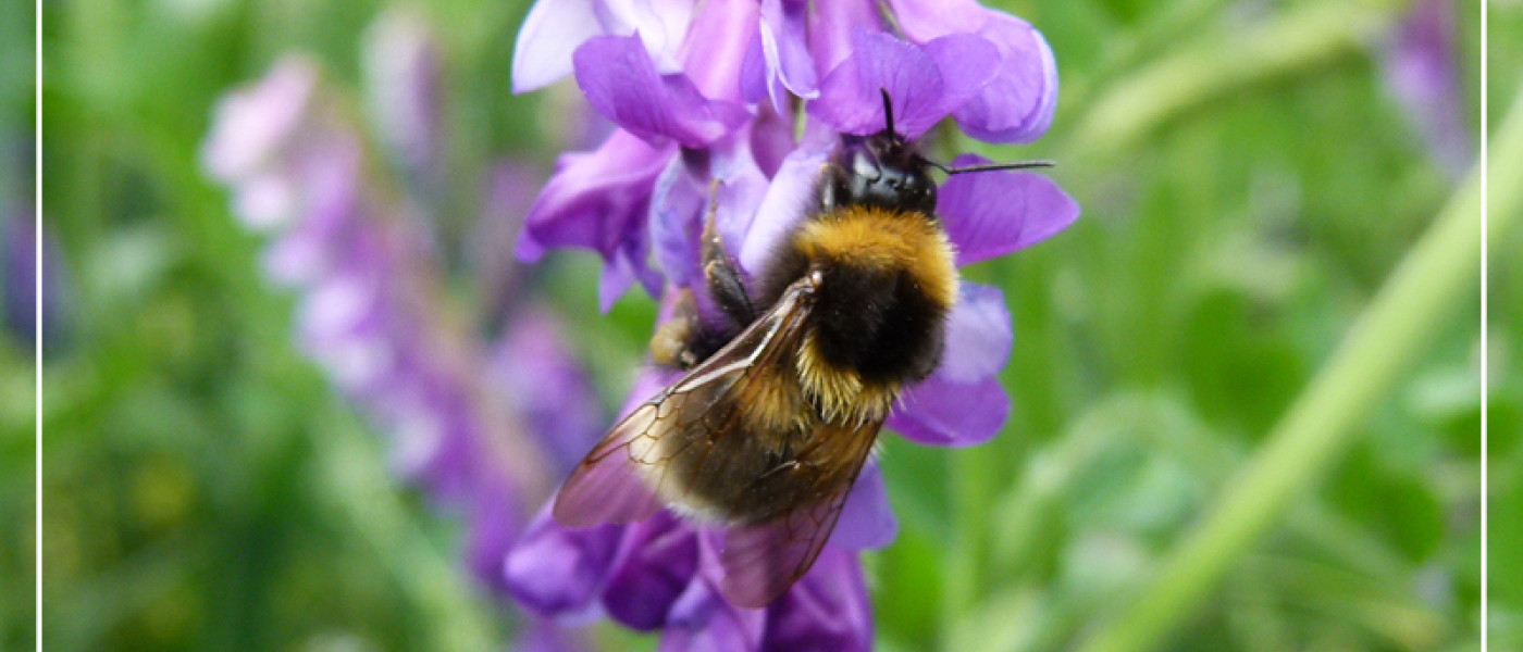 Jetzt freie Beete mit Gr&uuml;nd&uuml;ngung bepflanzen