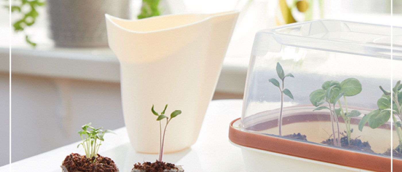 Jetzt Gem&uuml;sepflanzen vorziehen!