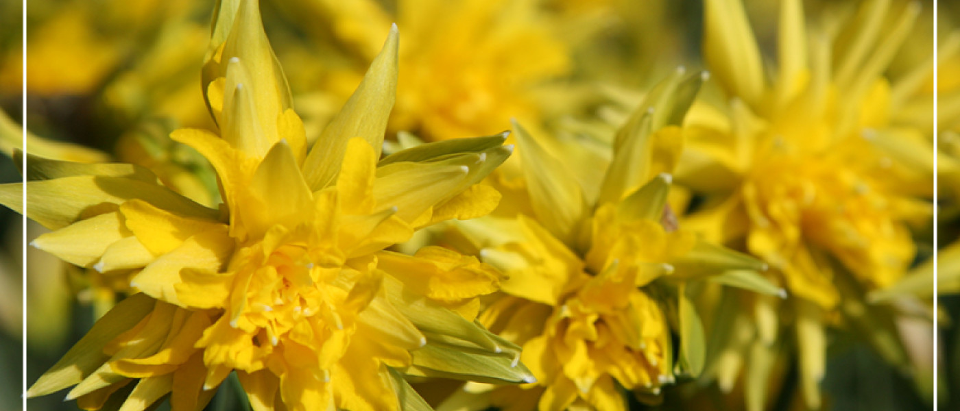 Jetzt ist die beste Pflanzzeit f&uuml;r Narzissen!