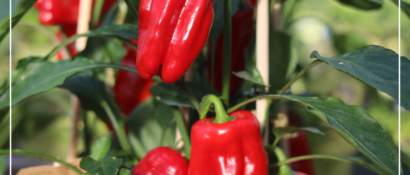 Jetzt Leckereien f&uuml;r den eigenen Anbau pflanzen