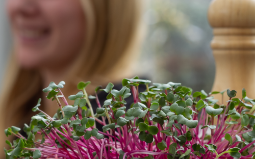 <? $page->title() ?>