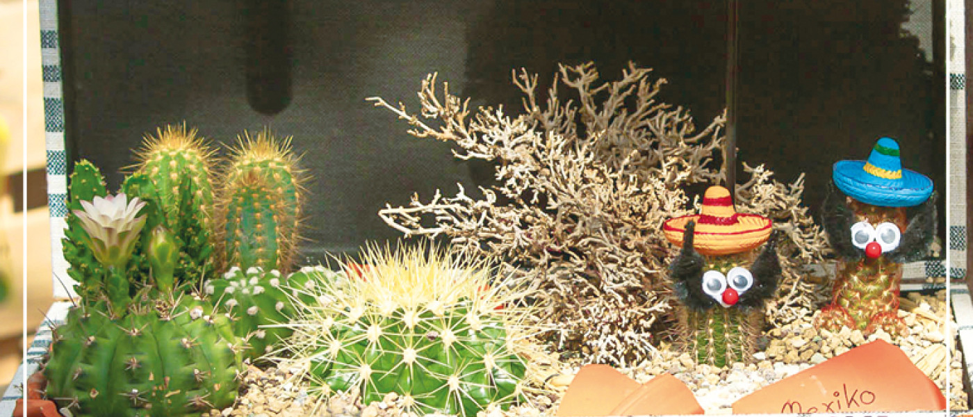 Kakteen und andere Sukkulenten &ndash; pflegeleicht und voll im Trend