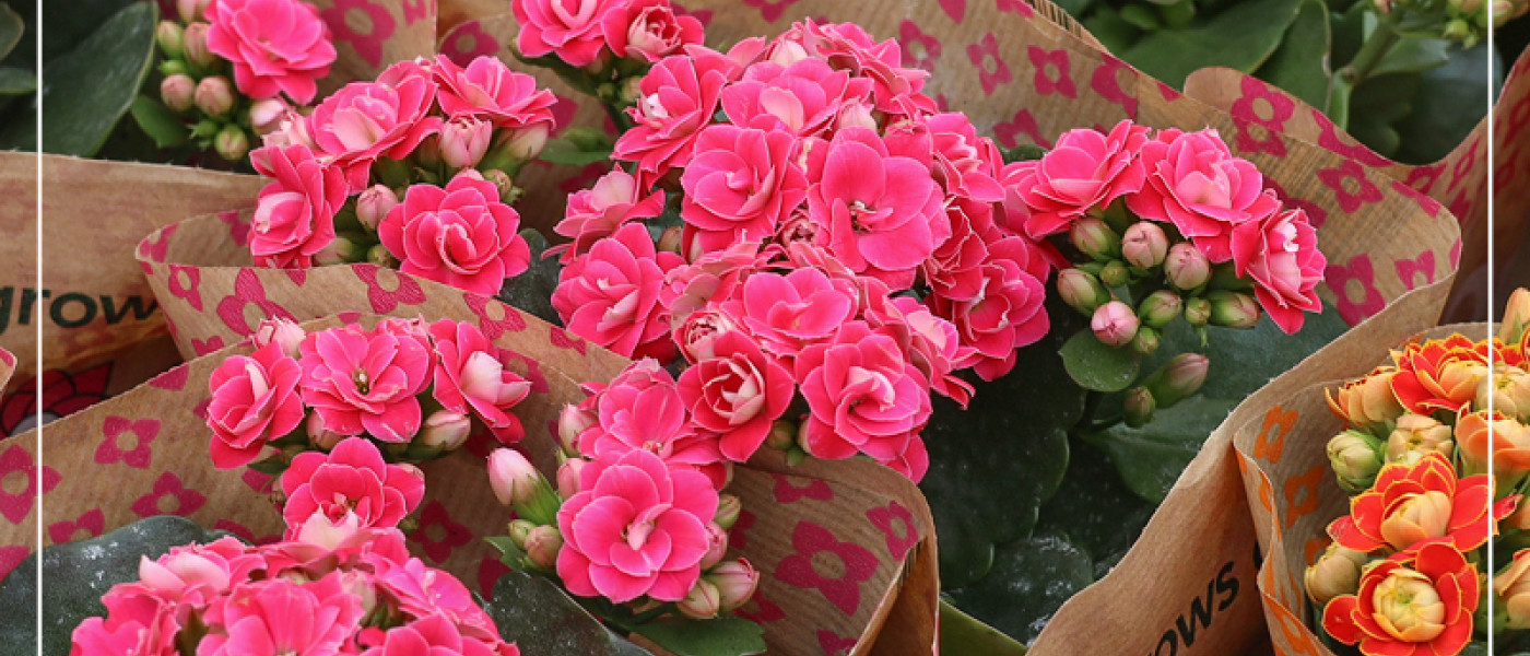 Kalanchoe - ein klassischer Allrounder