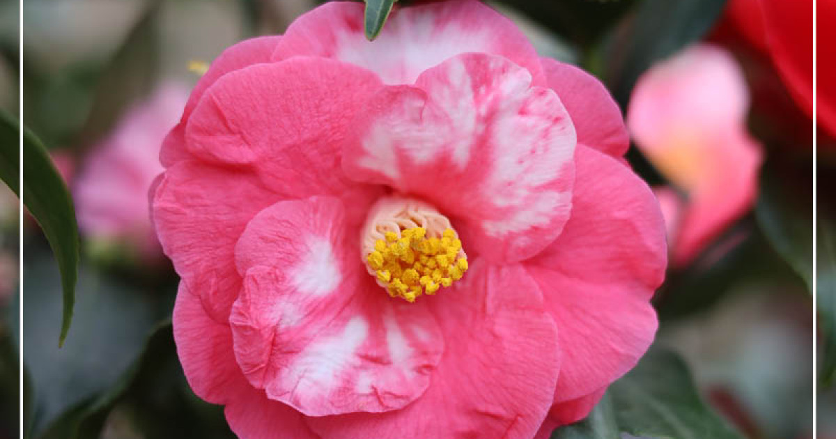 hortensie düngen wann Hortensien Dünger von Flora Boost