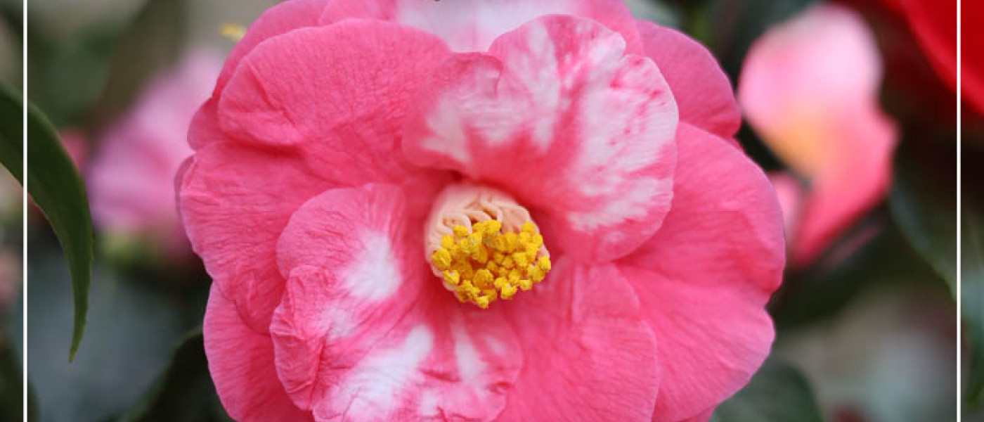 Kamelien &ndash; Bl&uuml;hwunder f&uuml;r den Fr&uuml;hling