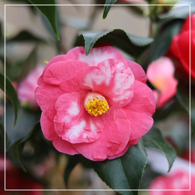 <? $page->title() ?>