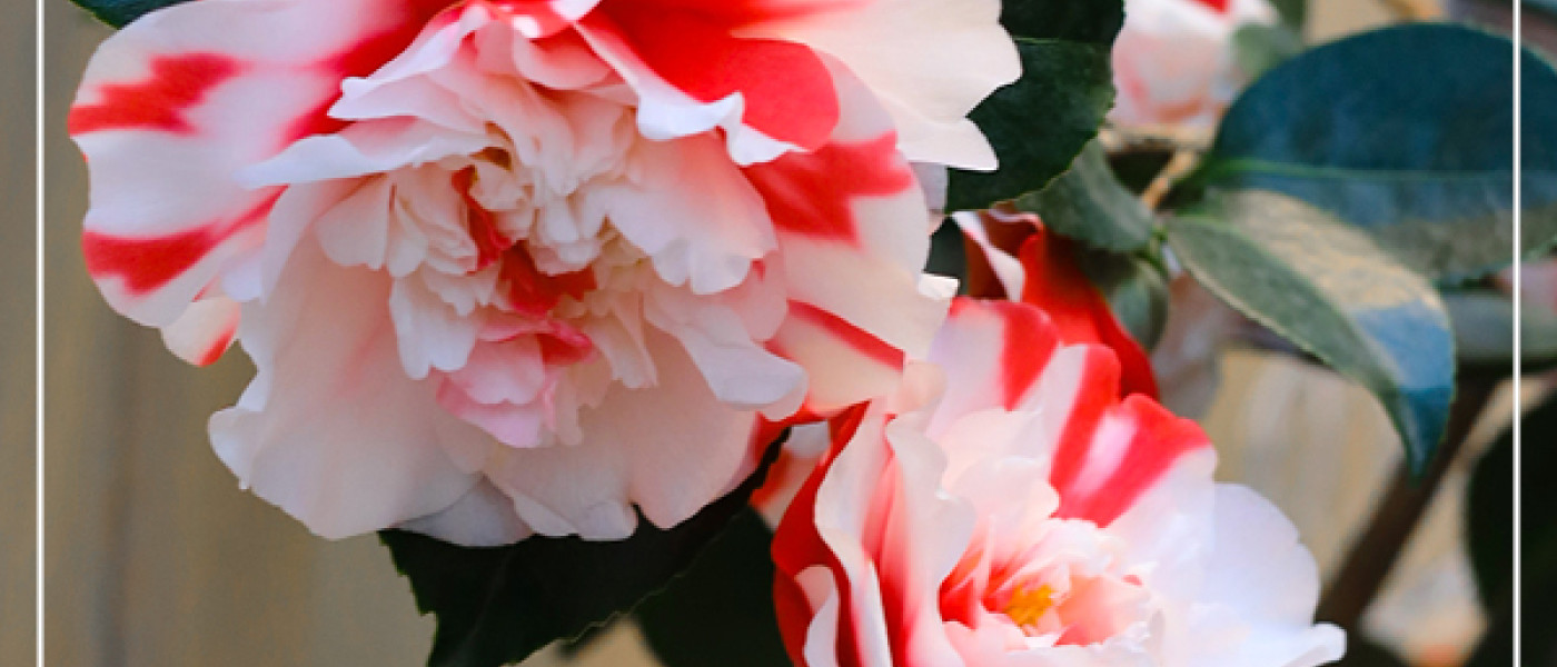 Kamelien &ndash; Ein eleganter Vorfr&uuml;hlingsbl&uuml;her