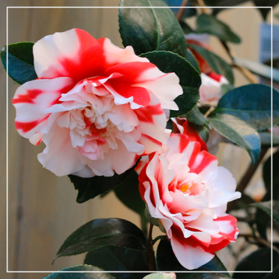 <? $page->title() ?>