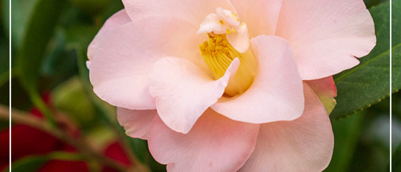 Kamelien &ndash; fr&uuml;he Bl&uuml;tensch&ouml;nheiten f&uuml;r norddeutsche G&auml;rten