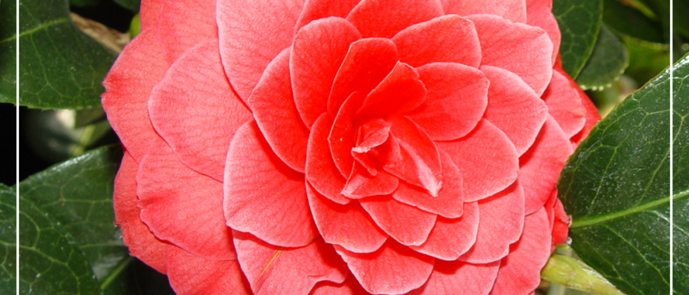 Bl&uuml;tenpracht im Wintergarten