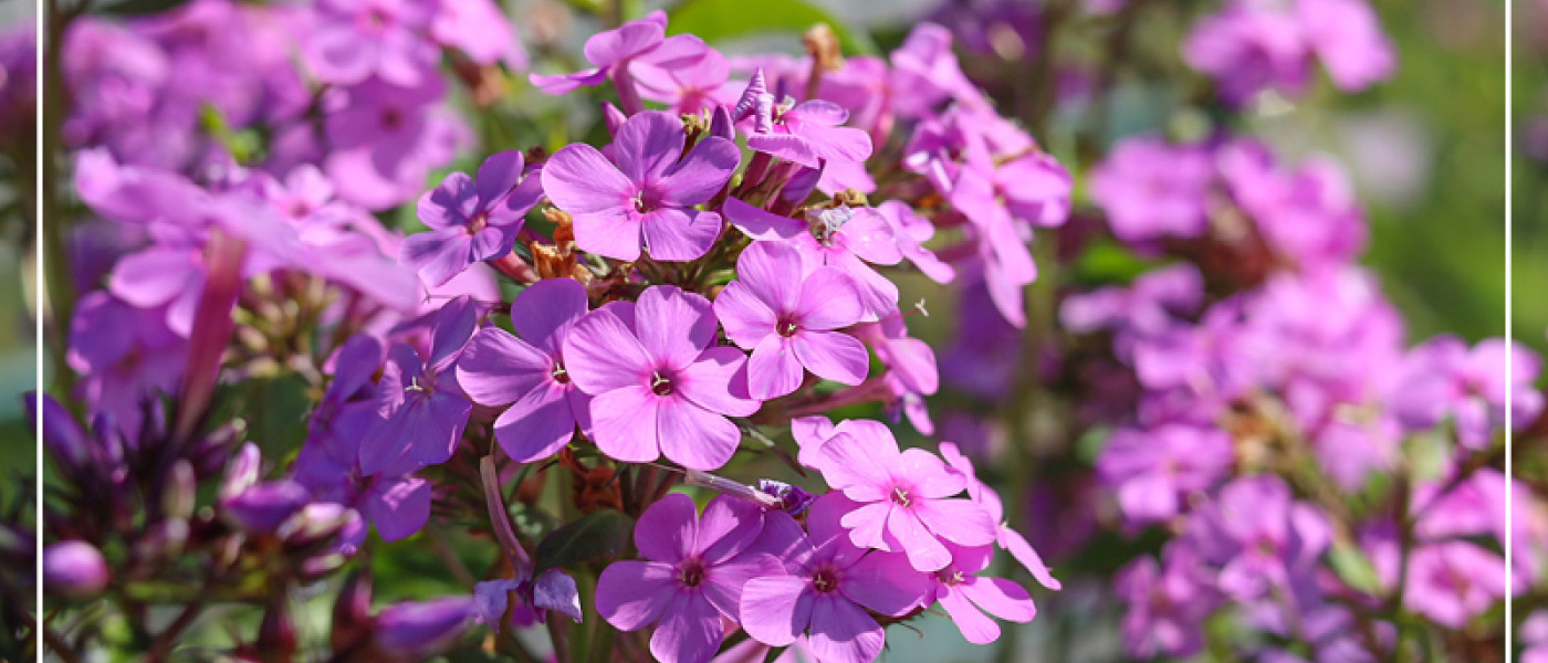 Kein Garten ohne Phlox