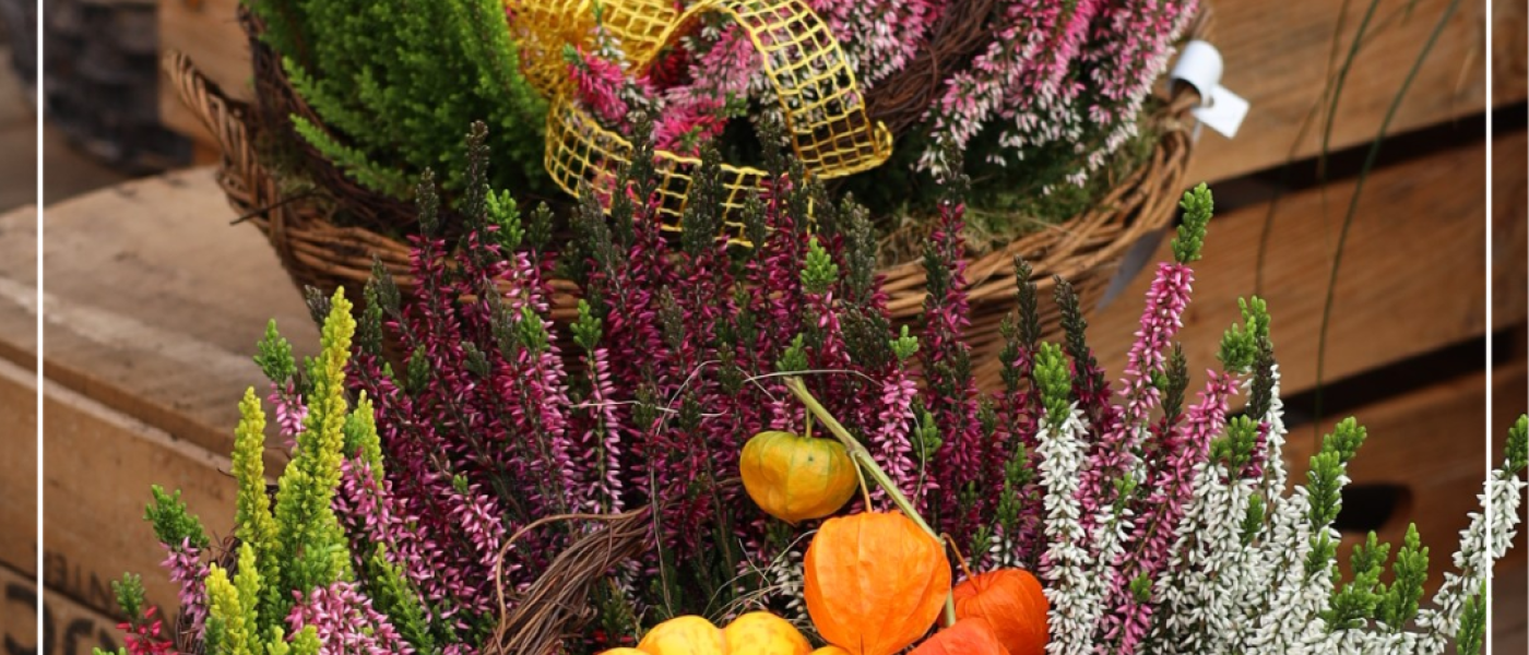 Keine Herbstbepflanzung ohne Beauty Ladies