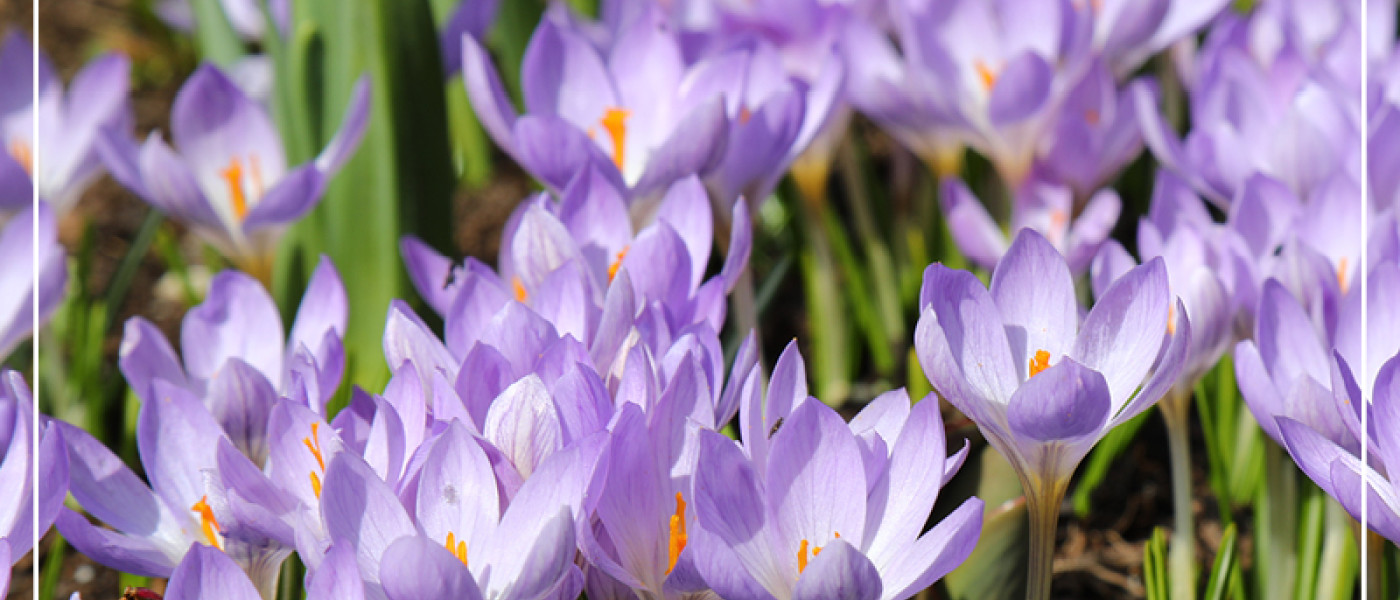 Kennen Sie den Toskanischen Waldkrokus?