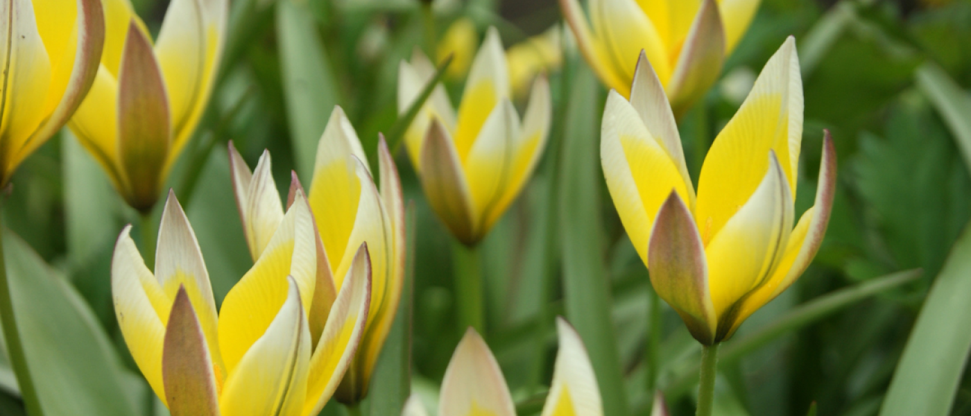 Kleine Tulpen ganz gro&szlig; &ndash; Wildtulpen f&uuml;r den Fr&uuml;hlingsgarten