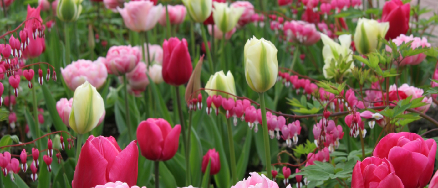 Kleine Tulpen ganz gro&szlig; &ndash; Wildtulpen f&uuml;r den Fr&uuml;hlingsgarten