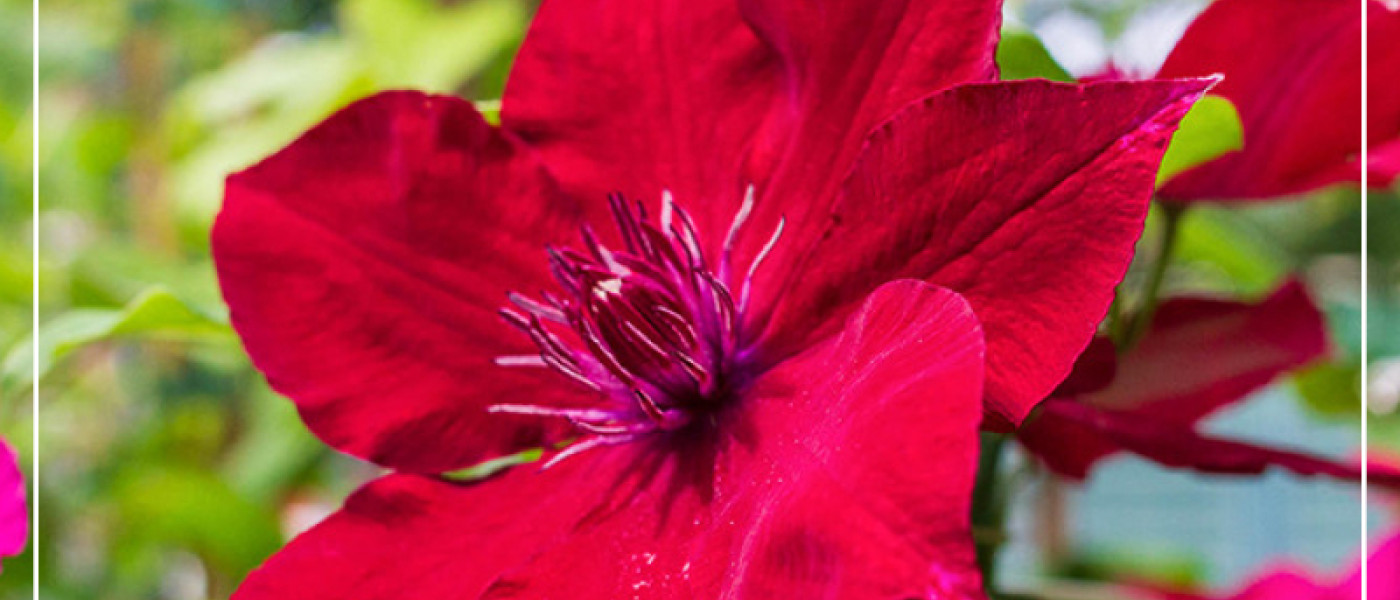 Kletterschönheiten für den Garten