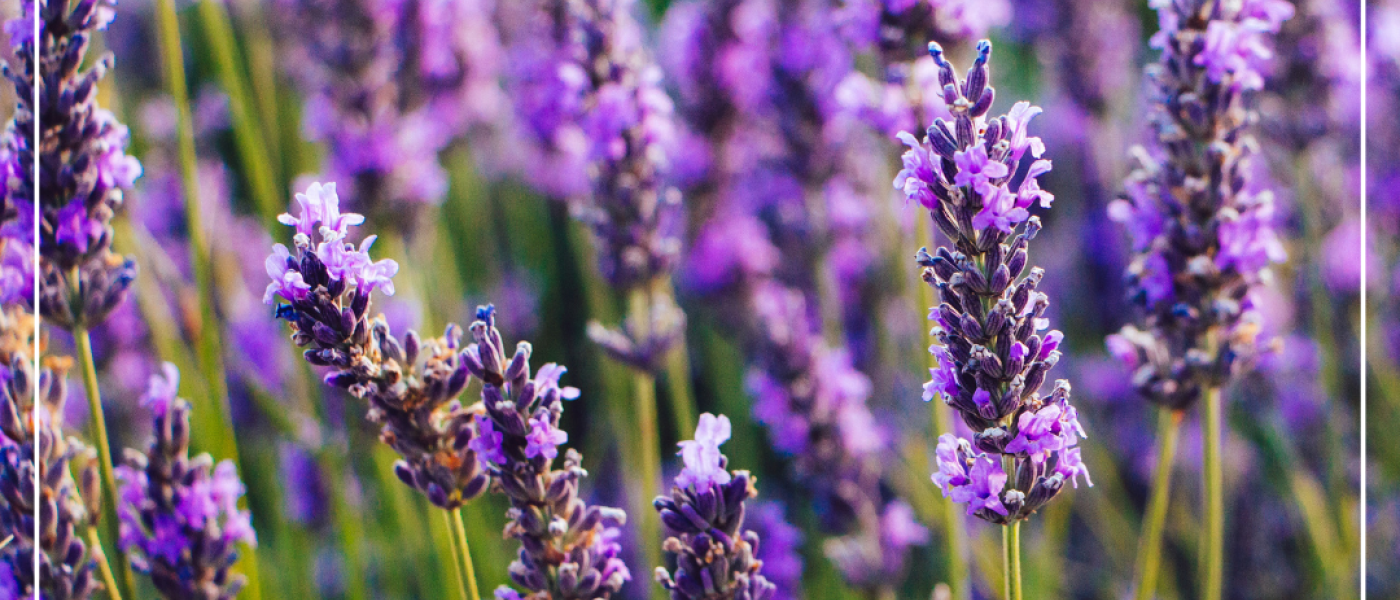 Lavendel – dein duftender Alleskönner im Garten