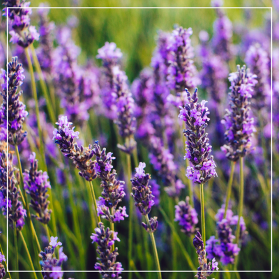 <? $page->title() ?>