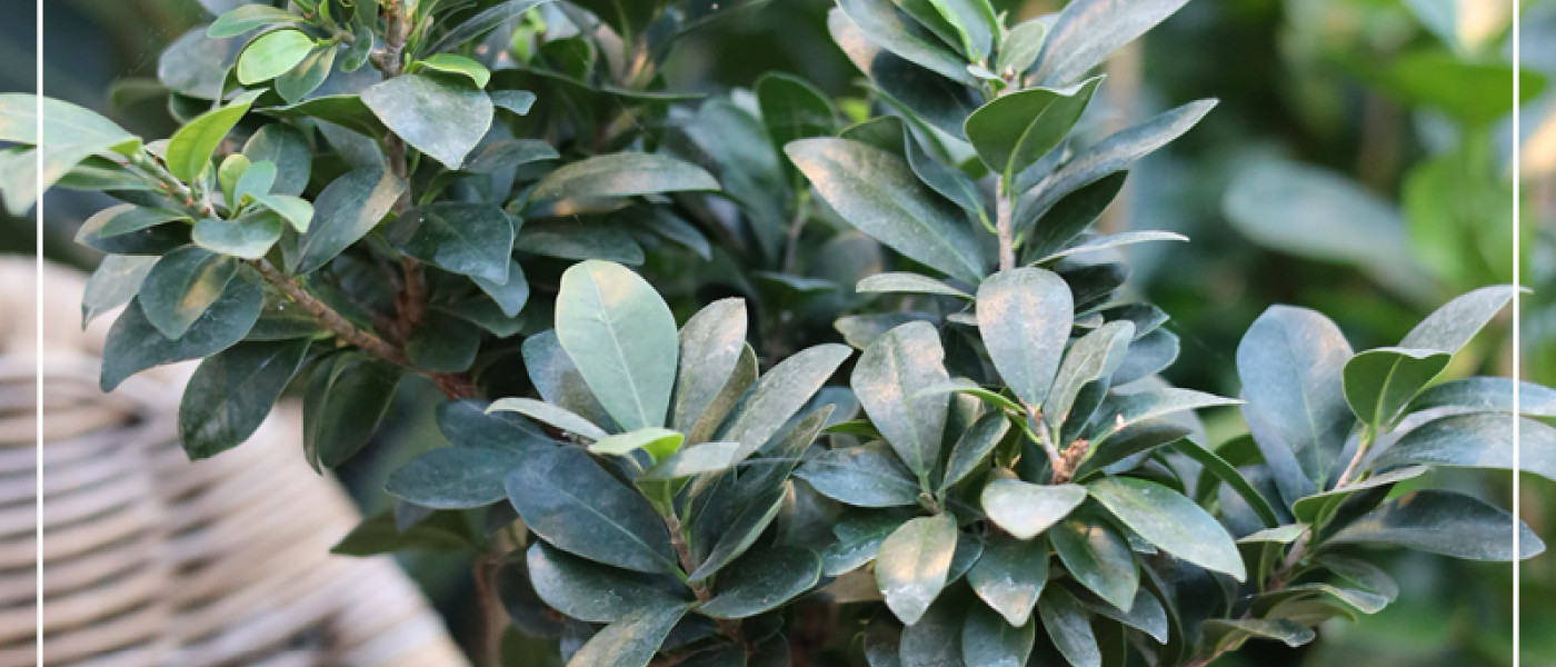 Lebendiges Gr&uuml;n zum Nikolaus