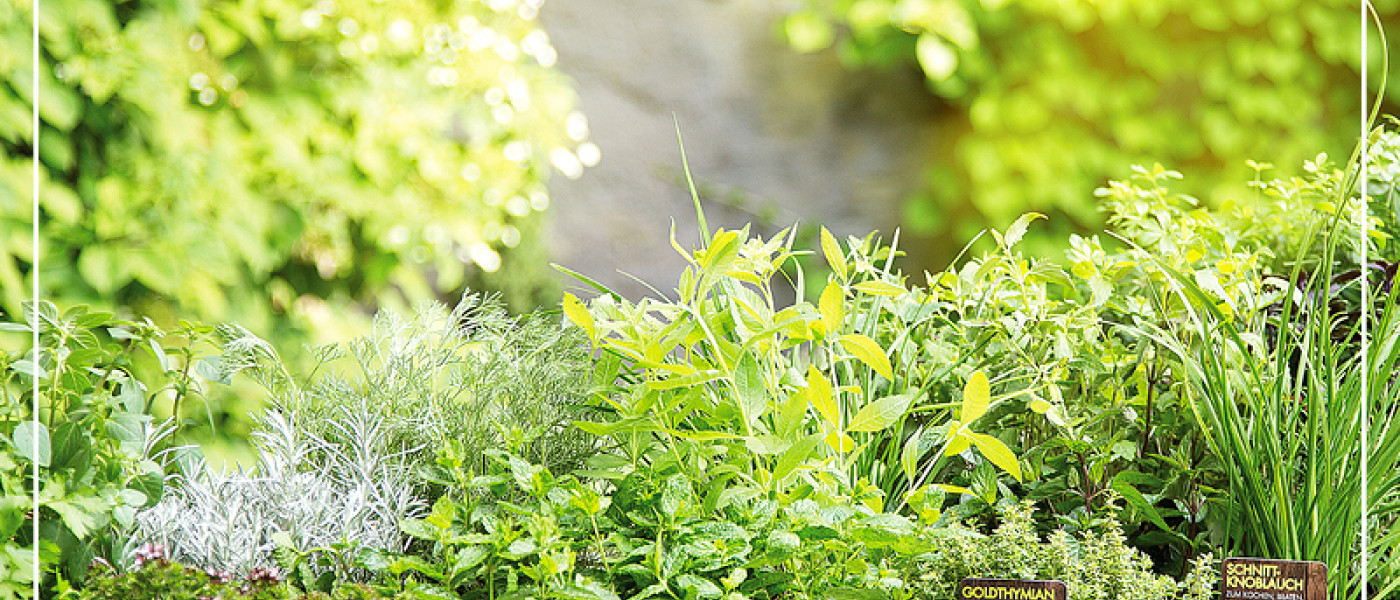 Leckere Kr&auml;uter auf der Fensterbank
