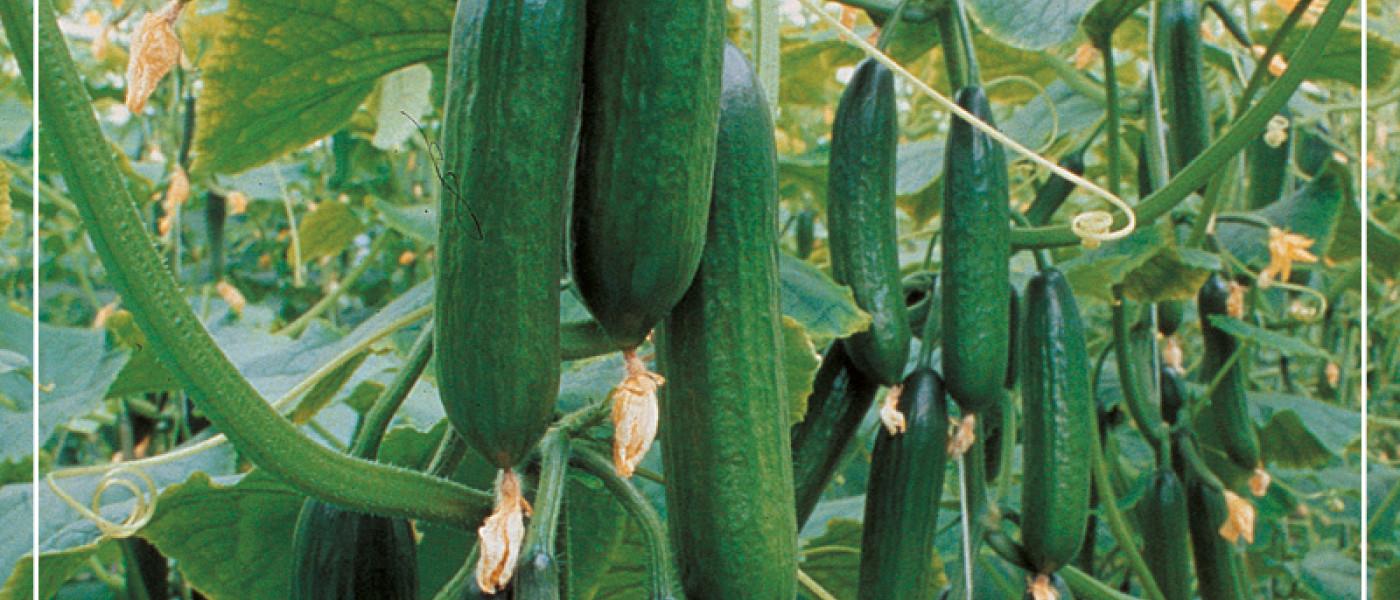 Leckeres Gem&uuml;se selbst anbauen