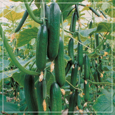 <? $page->title() ?>