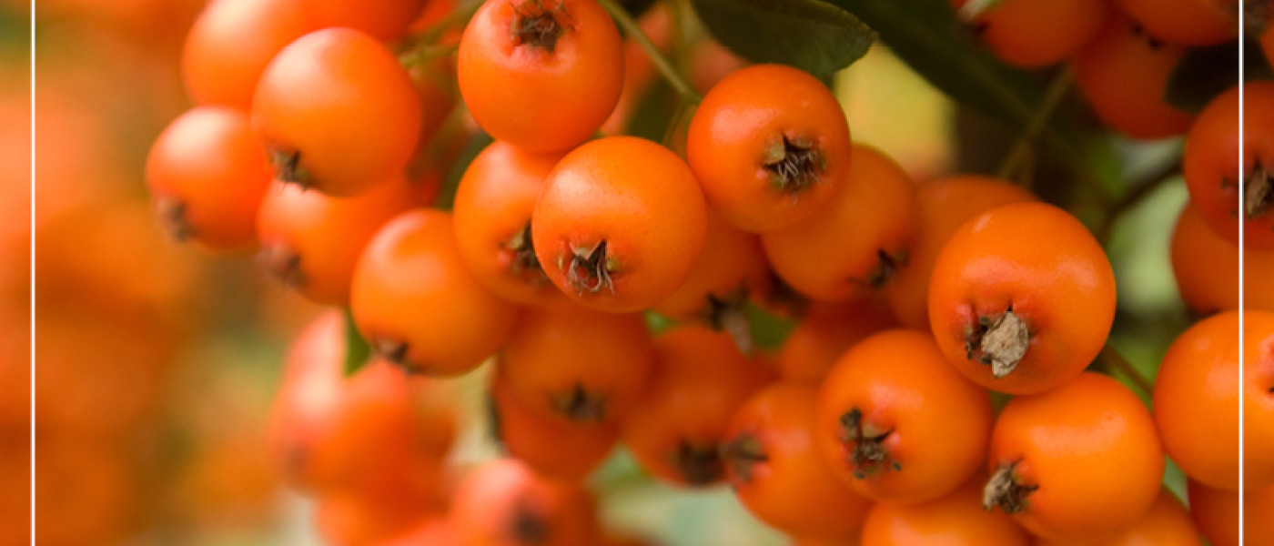 Leuchtende Herbstfarben und Wildtierparadies