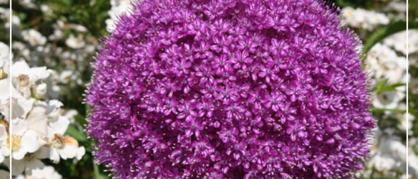 Lieblingsfarben f&uuml;r Ihren Garten