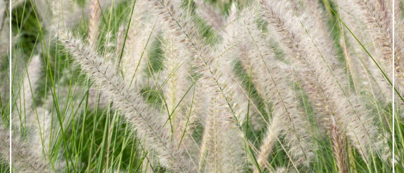 Luftige Leichtigkeit für euren Sommergarten