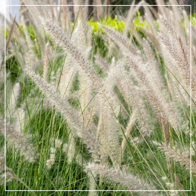 <? $page->title() ?>