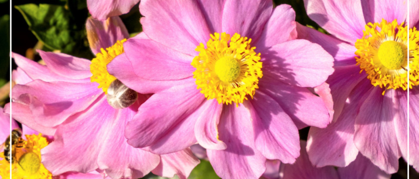 M&auml;rchenhafte Anemonen