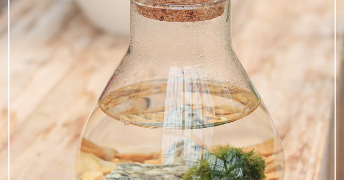 Rostock Gartencenter Marimo Mooskugel Pflegeleichte Trendpflanze im Glas