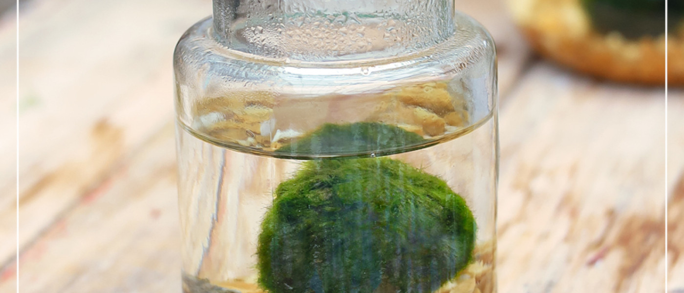 Marimo, oder von uns auch liebevoll Alfi genannt