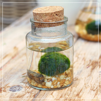 <? $page->title() ?>