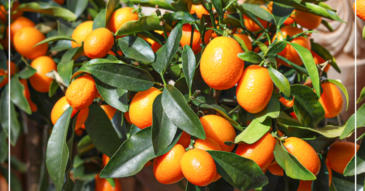 Rostock Gartencenter | Mediterraner Fruchtgenuss
