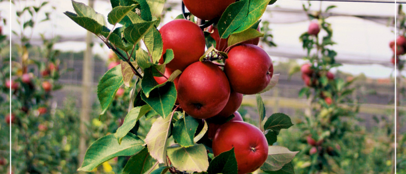 Mini-Garten, Maxi-Ernte: S&auml;ulenobst f&uuml;r Terrasse und Balkon