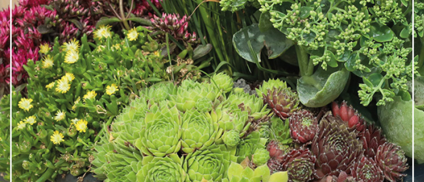 Mini-Pflege-Pflanzen f&uuml;r K&uuml;bel und Schalen