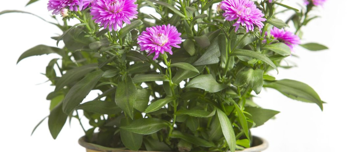 Mit Beerenfarben in den Herbst