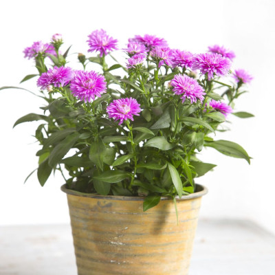 <? $page->title() ?>