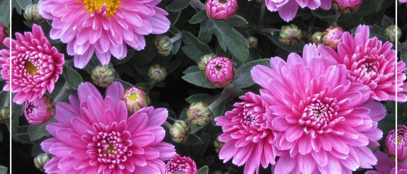 Mit leuchtenden Farben in den Herbst