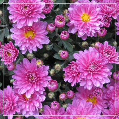 <? $page->title() ?>