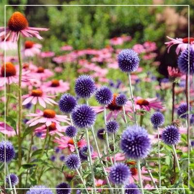 <? $page->title() ?>