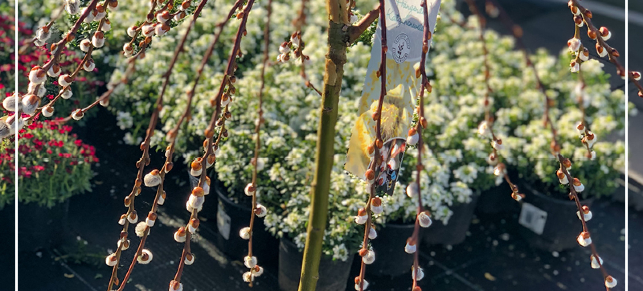 Rostock Gartencenter Mit Weidenkätzchen in den Frühling starten