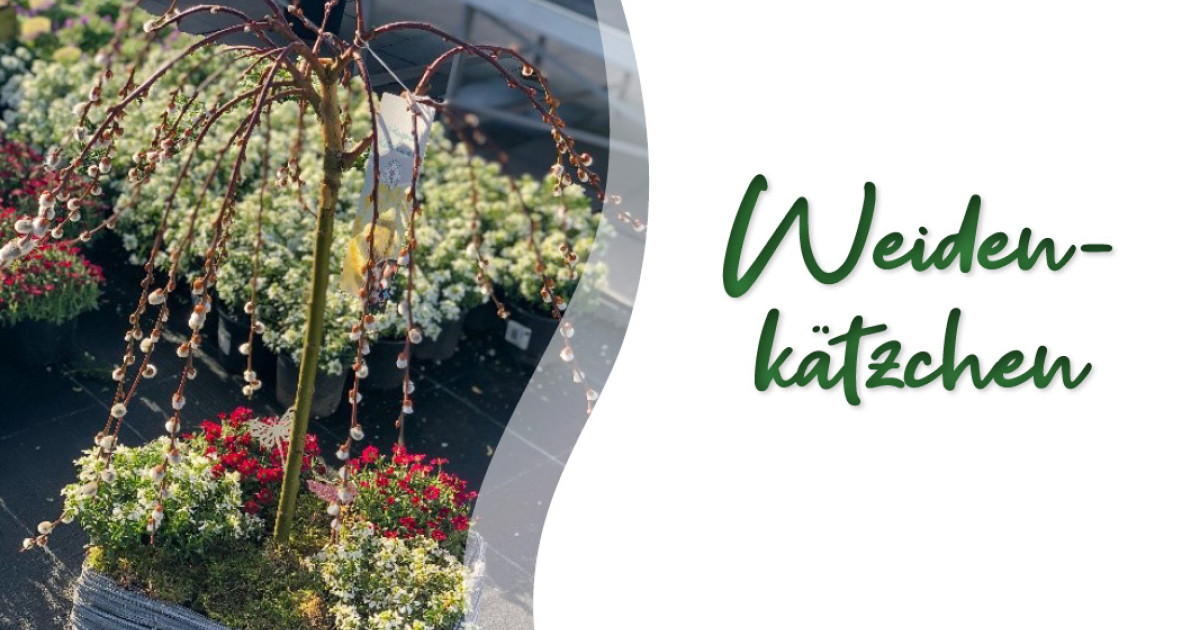 Rostock Gartencenter Mit Weidenkätzchen in den Frühling starten
