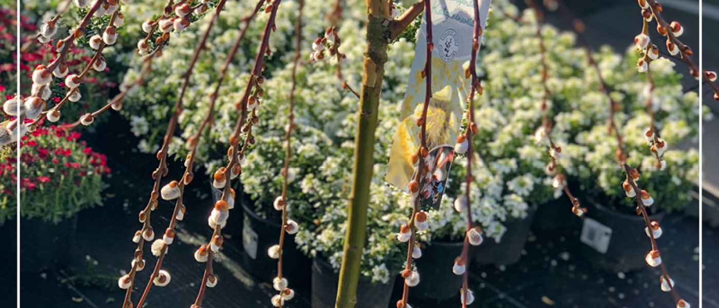 Mit Weidenkätzchen in den Frühling starten