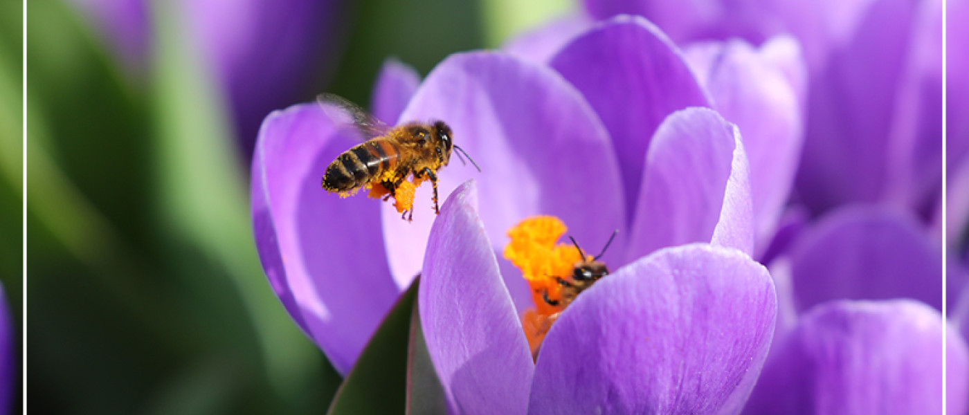 Mit Zwiebelblumen gegen den Winterblues